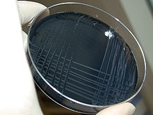Campylobacter Karmali Agar