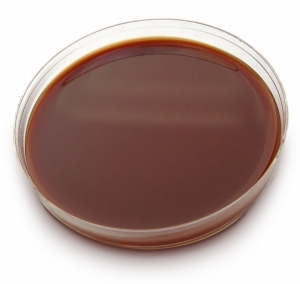 Chocolat Agar