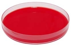 Columbia Agar + 5% Sange de Berbec