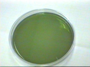Drigalski Agar
