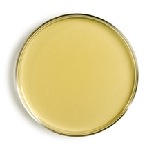 Malt Extract Agar