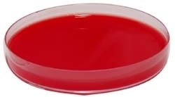 Mueller-Hinton Agar + 5% Sange de Berbec