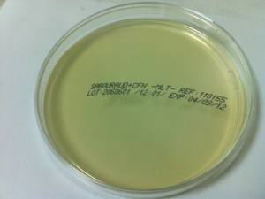 Sabouraud Dextroza Agar + Cloramfenicol (CFN)