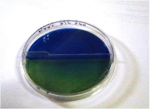 Simmons Citrat  Agar